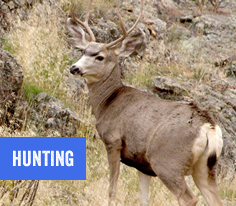 Hunting in Hope County, Montana
